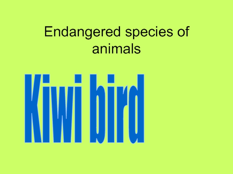 Endangered species of animals  Kiwi bird