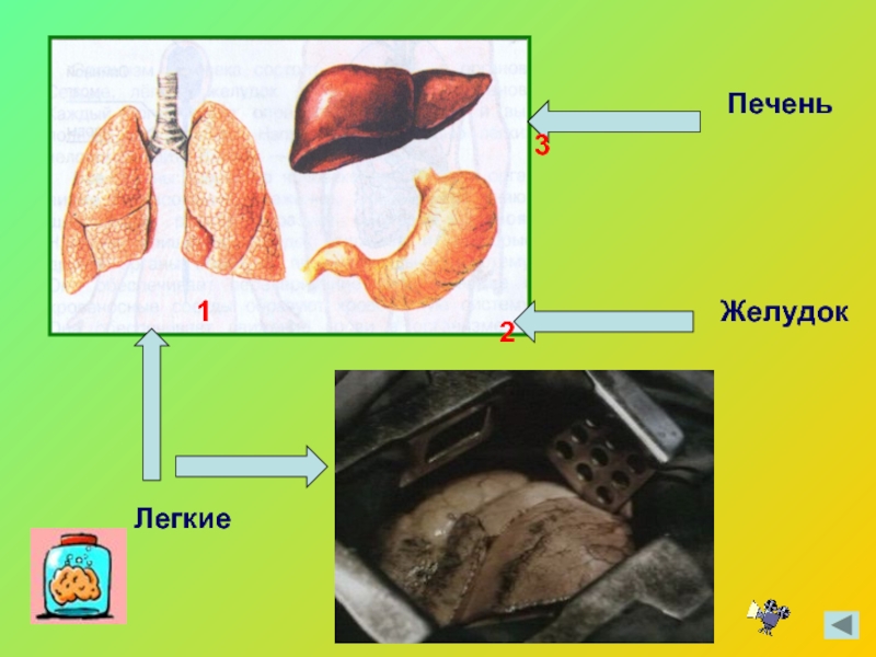 Легкие и печень. Лёгкие и желудок человека.