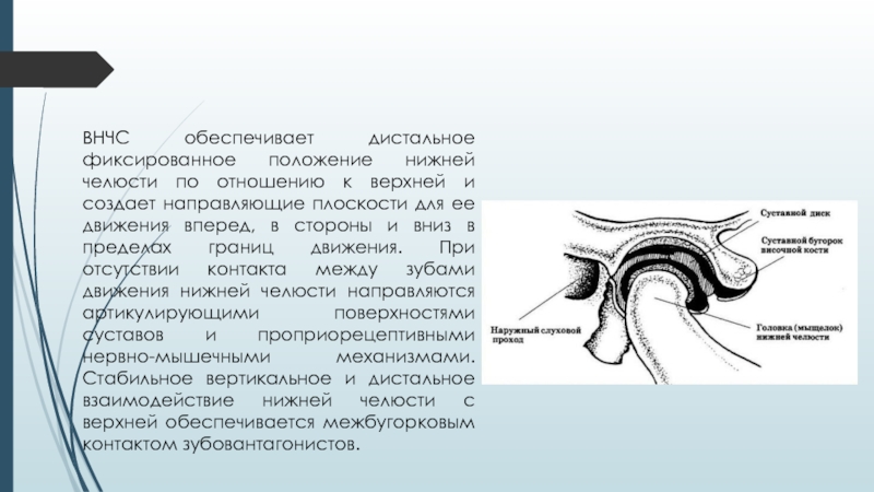 Фиксированное положение. Височно-нижнечелюстной сустав движения. Биомеханика височно-нижнечелюстного сустава. Биомеханика нижнечелюстного сустава. Движения ВНЧС биомеханика.