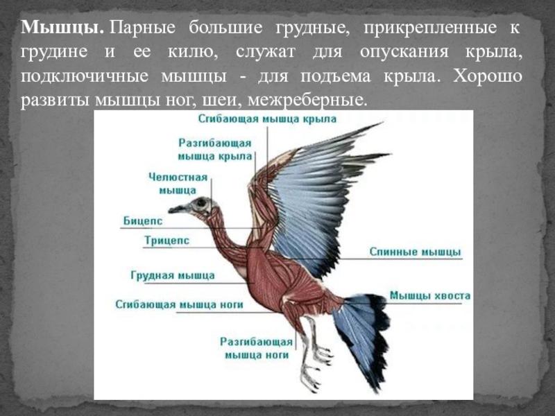 Значение киля. Мышцы птиц. Строение мышц птицы. Мышцы птицы анатомия. Класс птицы мускулатура.