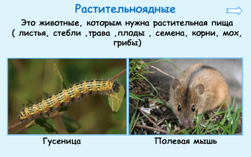 Огэ по информатике презентация мышь полевка