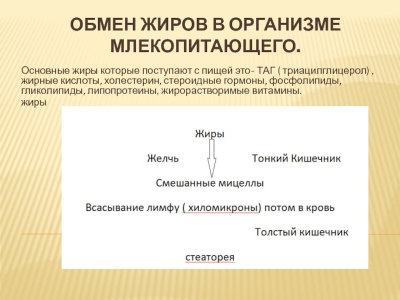 Обмен жиров в организме млекопитающего