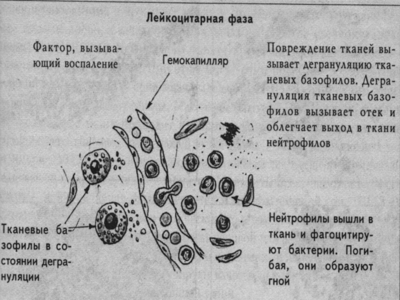 Морфология вещество