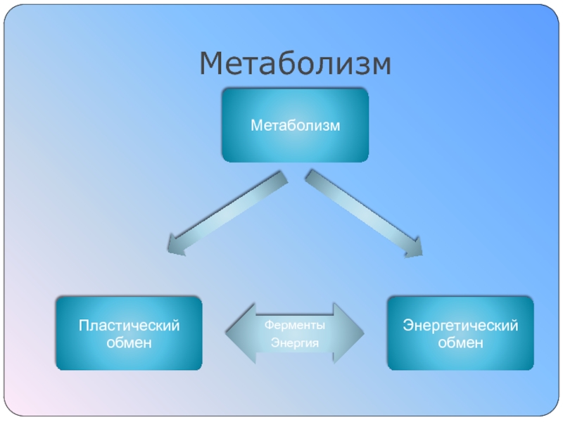 Пластический обмен Синтез белка Метаболизм Метаболизм