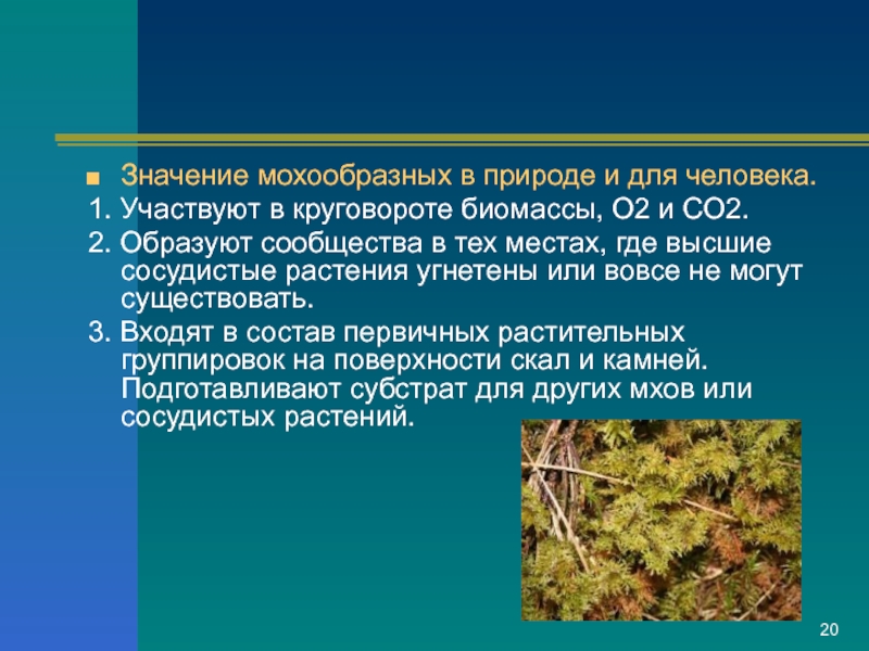 4 признаки моховидных растений. Значение моховидных растений. Мохообразные значение в природе и для человека. Отдел мохообразные. Отдел Моховидные значение.