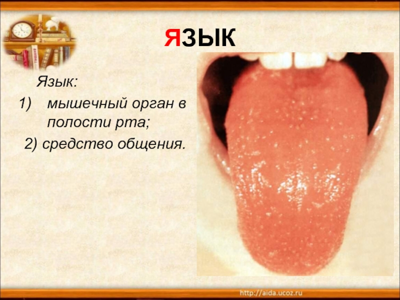 ЯЗЫК  Язык:мышечный орган в полости рта;2) средство общения.