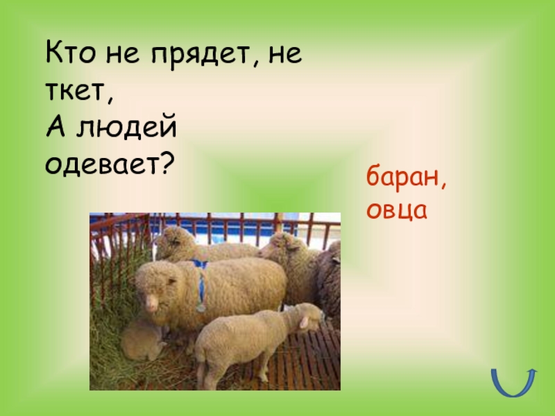 Загадка баран. Не прядет не ткет а людей одевает. Не прядет не ткет. Загадки про животноводство. Загадки на тему животноводство.