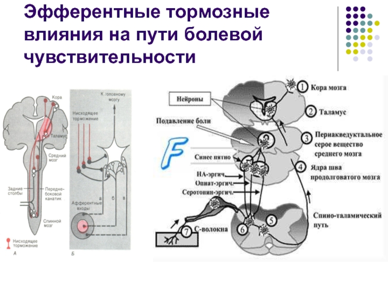 Схема болевой чувствительности