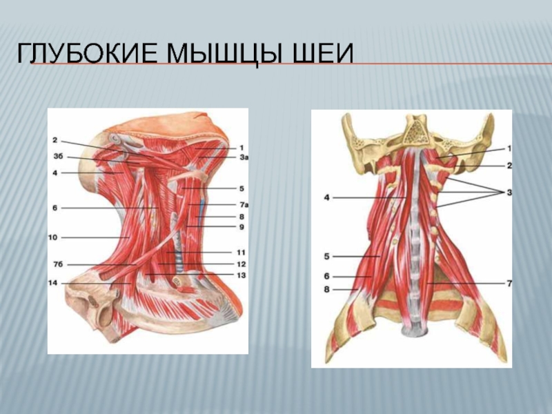 Мышцы шеи анатомия. Поверхностные мышцы шеи сзади. Мышцы шеи вид спереди анатомия.