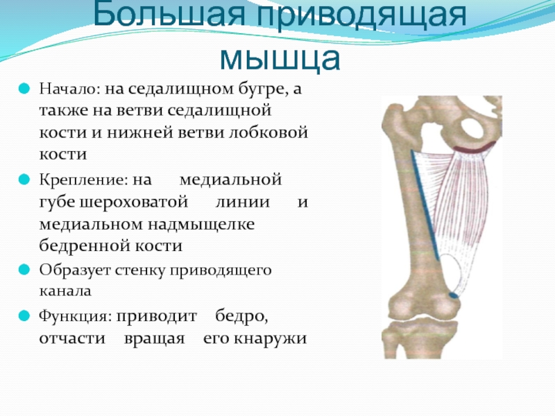 Большая приводящая. Большая приводящая мышца бедра функции. Мышцы крепящиеся к бедренной кости. Большая приводящая мышца начало и прикрепление. Шероховатая линия бедренной кости.