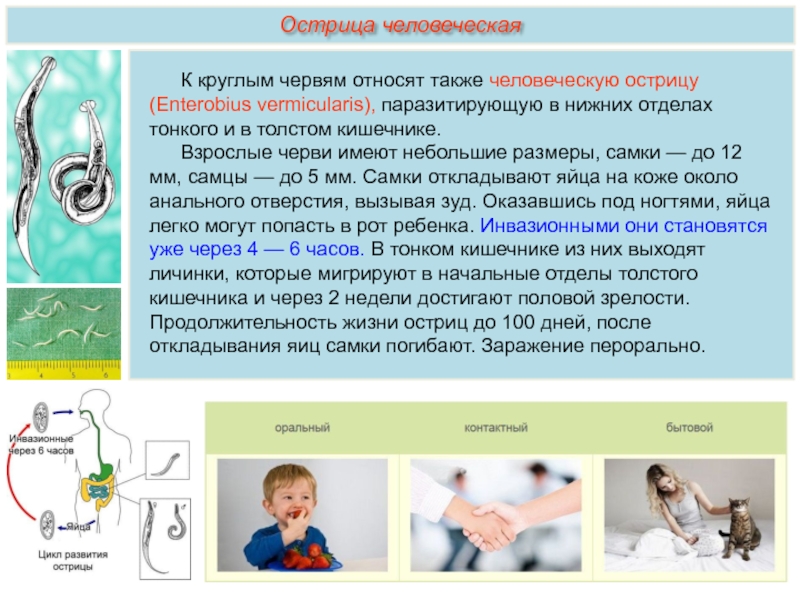 Острицы у детей лечение. Продолжительность жизни острицы. Острица детская характеристика.