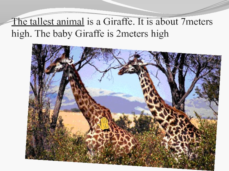 Giraffes are tall than elephants. The Giraffe is the Tallest animal.. Жираф (-2;-14). Giraffes are the Tallest Living animals ответы. Tallest animal.