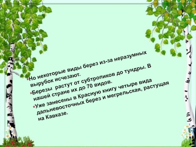 Росла березка. В каких странах растут березы. Береза на краю вырубки растет Старая береза. Вид берез из красной красной книги. Около нашего дома росла береза высокая стройная текст.