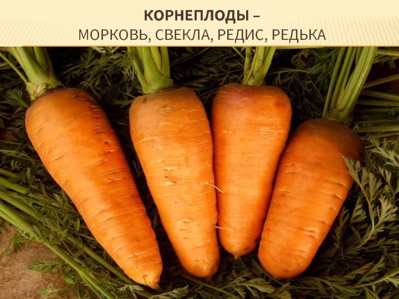 Корнеплоды –  морковь, свекла, редис, редька