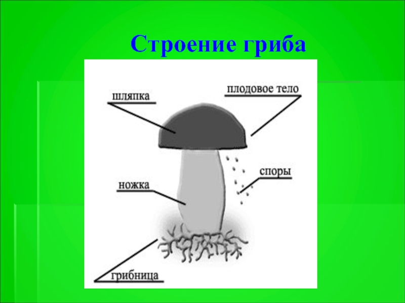 Строение гриба 3 класс окружающий мир. Строение грибницы. Строение гриба фото. Строение гриба внутри. Строение гриба в разрезе.