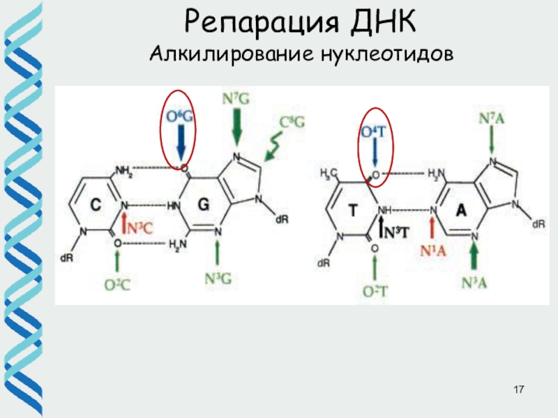 Репарация днк презентация