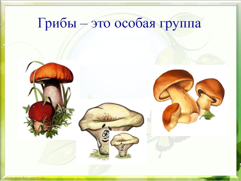 Урок грибы. Грибы это особая группа. Рисунок хитрые грибы 2 класс. Хитрые грибы окружающий мир. Грибы ПНШ.