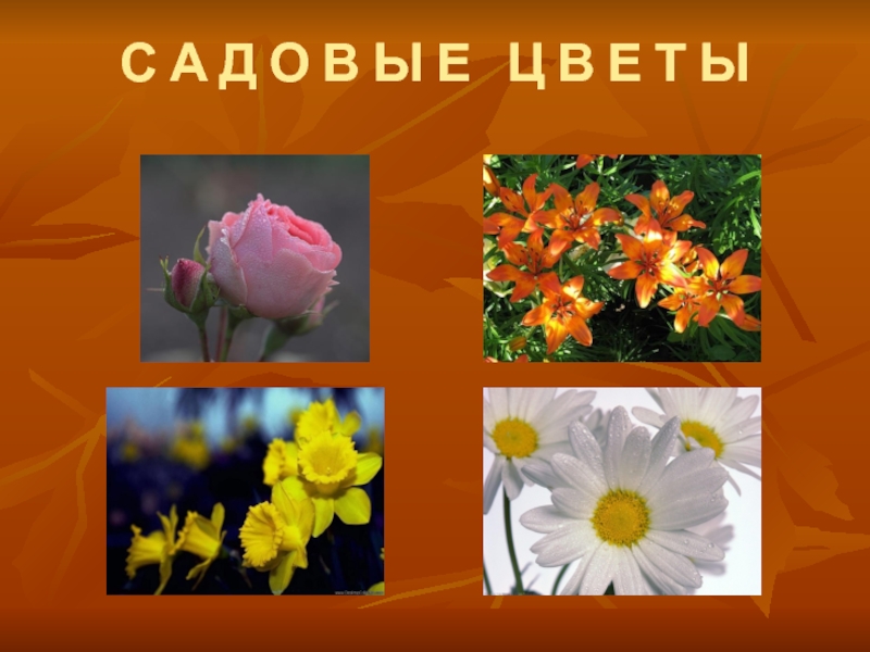 Видео презентация цветы