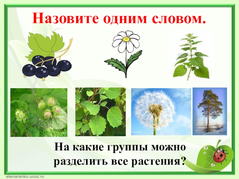 На какие две группы можно разделить растения. Деление растений на группы. Разделить растения на группы. Растительность Разделение растений. На какие группы подразделяют растения.