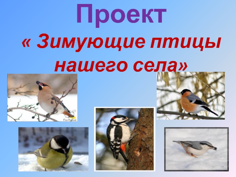 Презентация Зимующие птицы нашего села