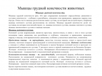 Мышцы грудной конечности животных