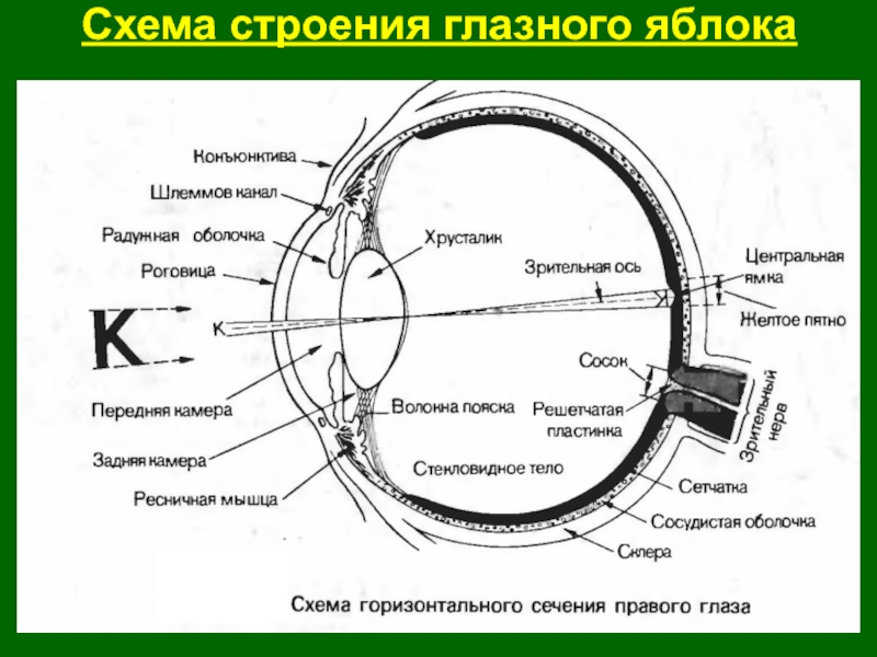 Строение глаза рисунок с подписями