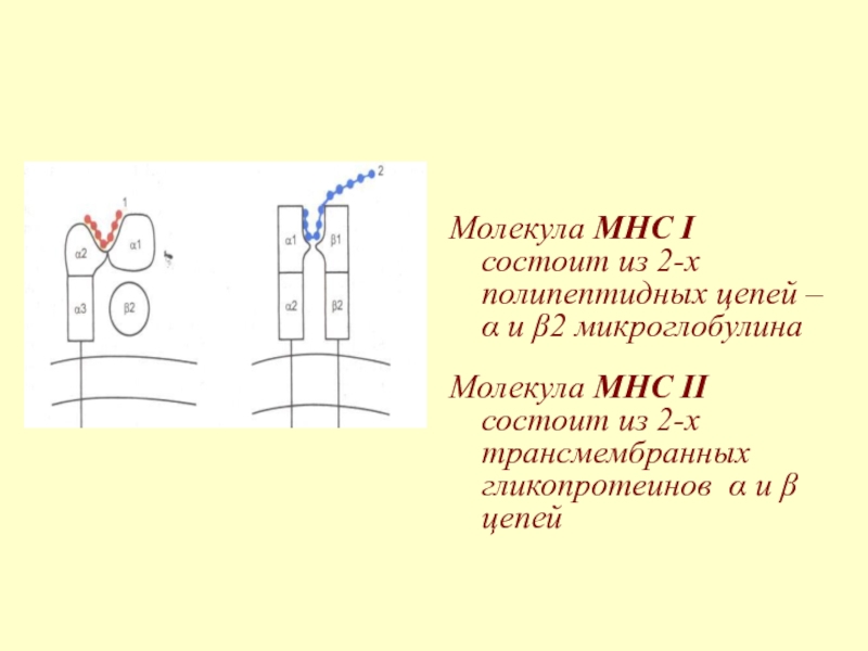 Молекула МНС I состоит из 2-х полипептидных цепей – α и β2 микроглобулинаМолекула МНС II состоит из