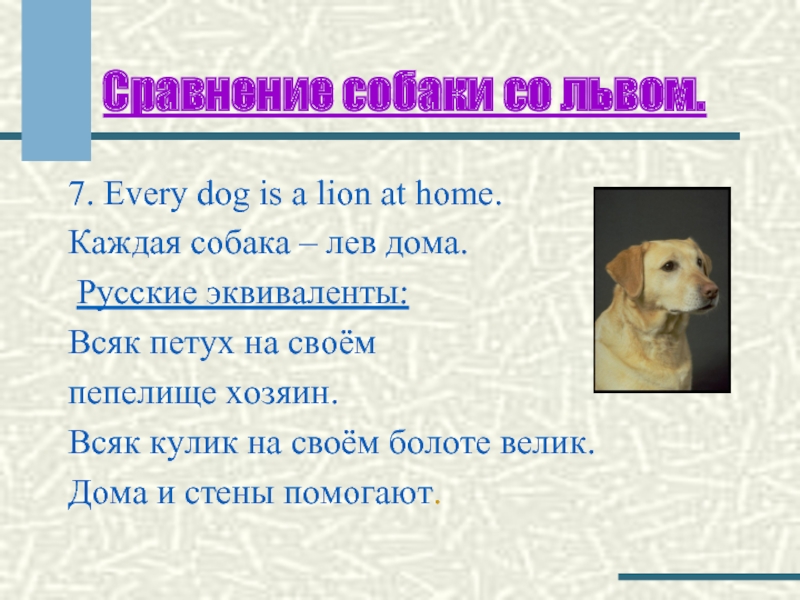 Сравнение собаки со львом.7. Every dog is a lion at home.Каждая собака – лев дома. Русские эквиваленты:
