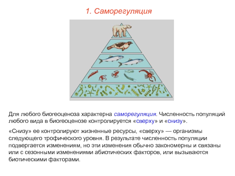 Саморегуляция живого вещества. Саморегуляция популяции. Саморегуляция численности популяций. Саморегуляция экосистемы. Саморегуляция биогеоценоза.