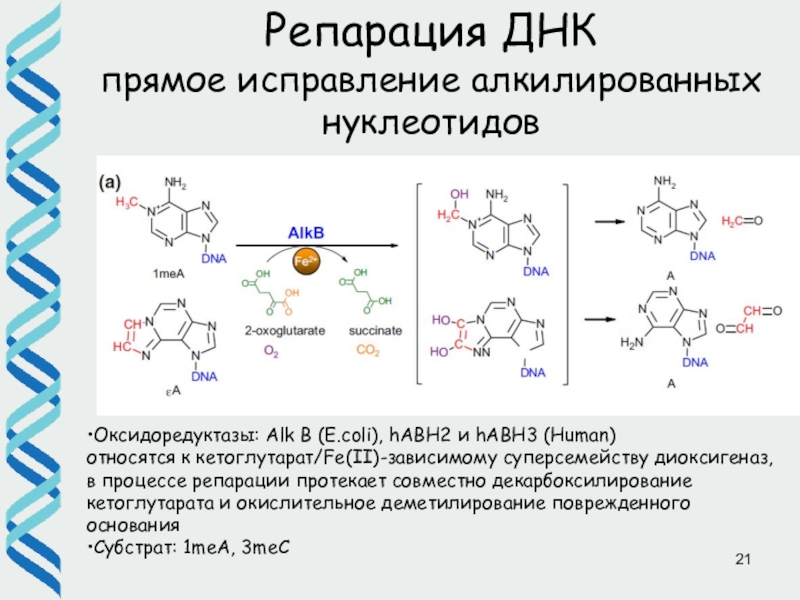 Репарация днк презентация