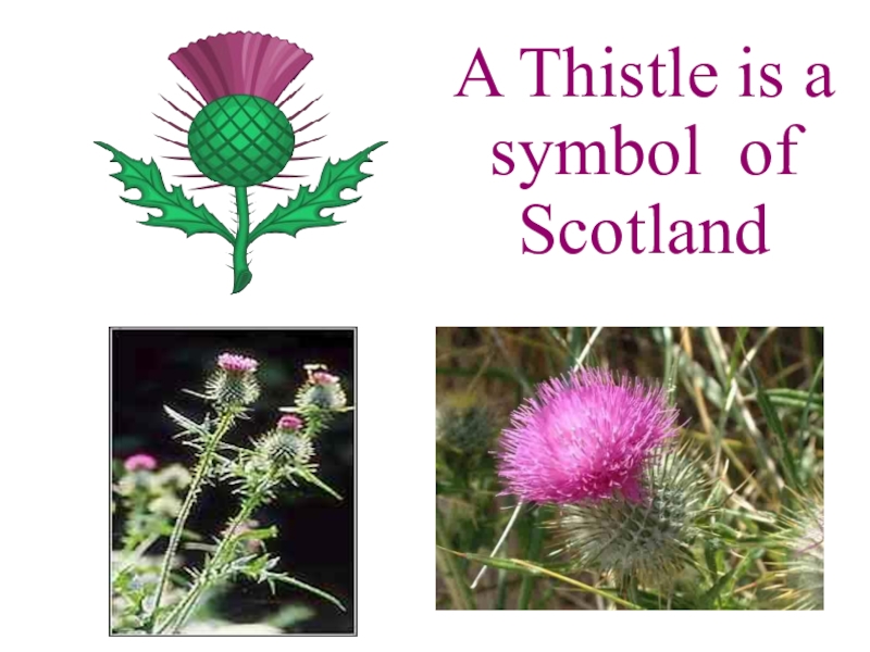 Scotland plants. Чертополох Шотландия. Чертополох символ Шотландии. Символ Шотландии. Национальный символ Шотландии.