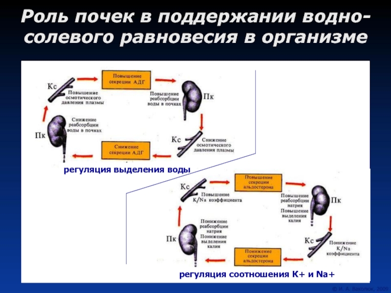 Презентация Роль почек в поддержании водно-солевого равновесия в организме