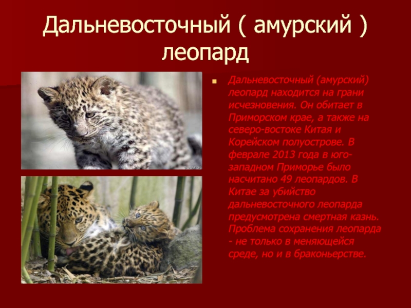 Дальневосточный ( амурский ) леопардДальневосточный (амурский) леопард находится на грани исчезновения. Он обитает в Приморском крае, а
