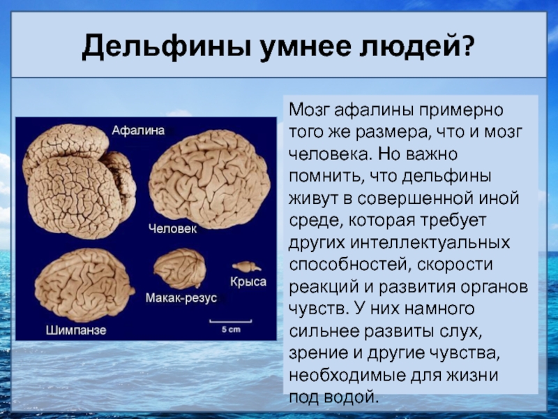 Мозг человека используется на процентов. МОЗ Дельфин АИ человека. Мозг дельфина и мозг человека. Размер мозга человека и дельфина.