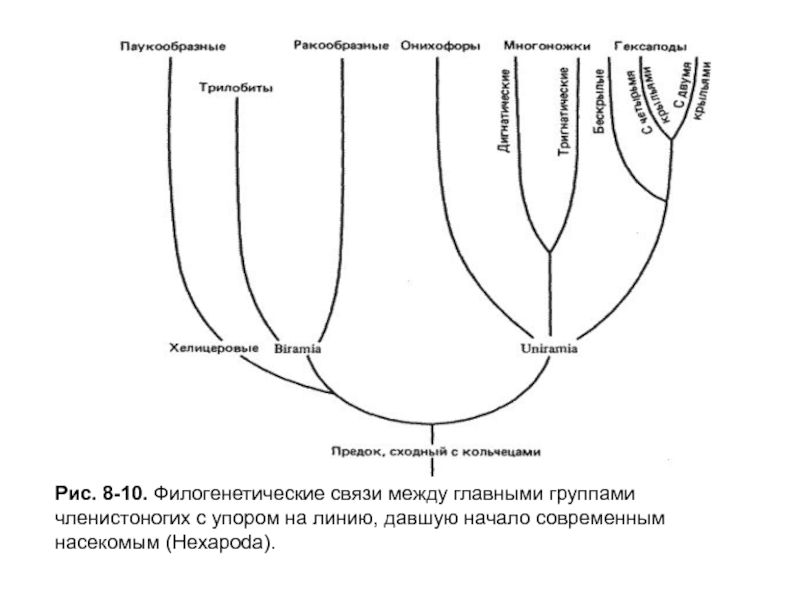 Линия дав. Филогенетическое Древо членистоногих. Филогенетические схемы насекомых. Филогенетические линии. Филогенетическое дерево членистоногих.