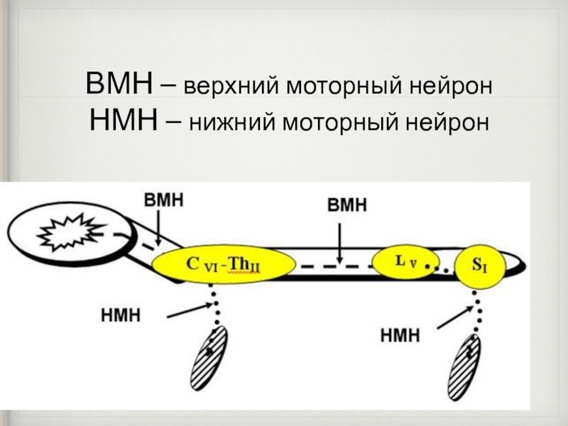 Верхний моторный нейрон