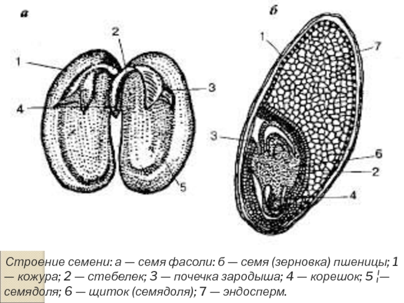 Рисунок семени обозначаемые структуры. Строение зерновки фасоли. Строение семени пшеницы и фасоли биология 6. Биология 6 класс строение семени семя рисунок. Строение семени и фасоли пшеницы строение.