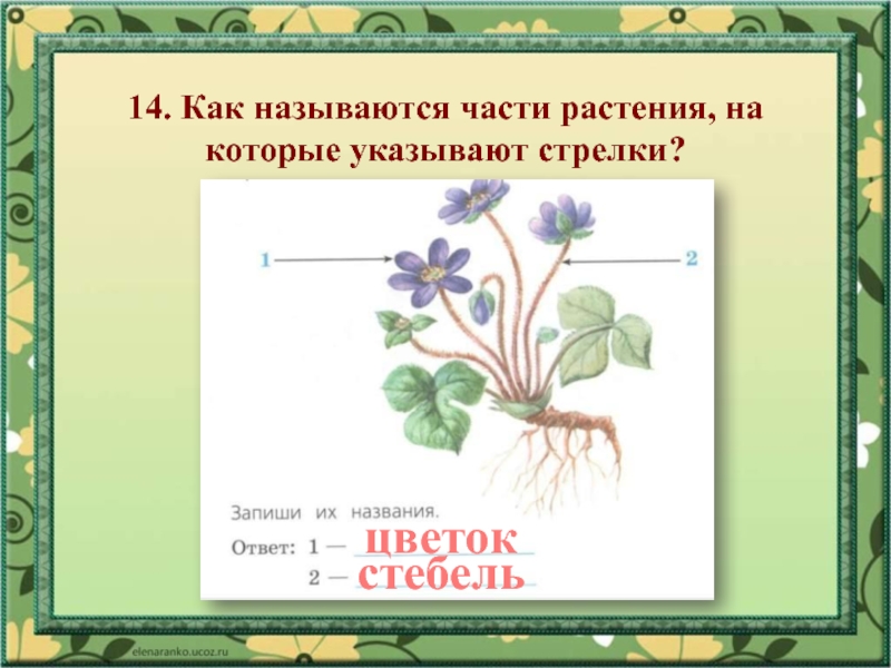 Части растения 4. Как называются части растения. Укажи стрелками части растений. Как называется часть растения кото. Как называются указанные части растений.