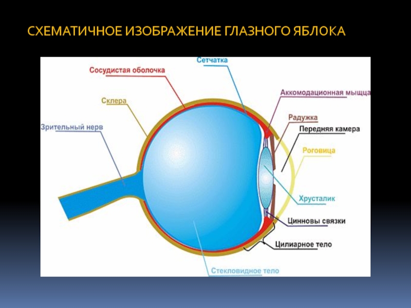 Изображение создается внутри глазного яблока а не на сетчатке