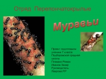 Муравьи 