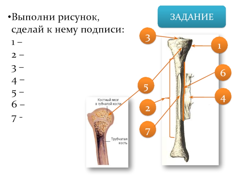 Рисунок строения костя. Трубчатая кость биология 8 класс. Трубчатая кость биология строение. Строение трубчатой кости биология 8 класс. Строение трубчатой кости рисунок.