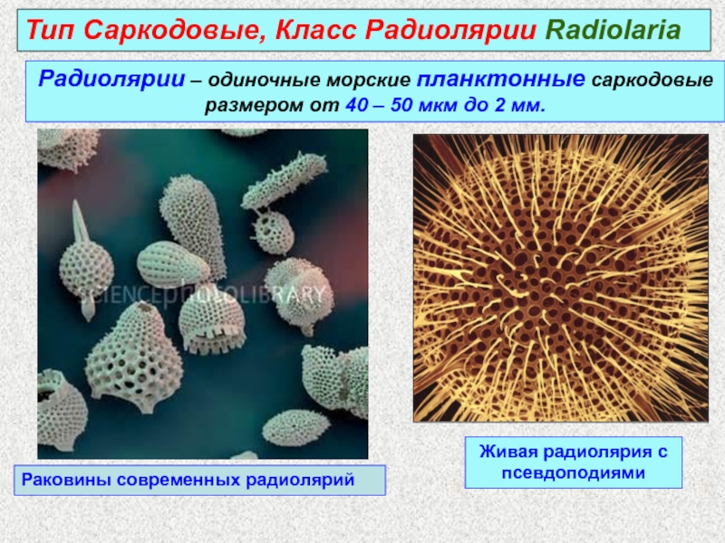 Тип Саркодовые, Класс Радиолярии Radiolaria
Радиолярии – одиночные морские
