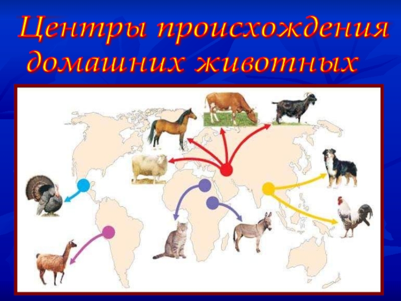Центры происхождения   домашних животных