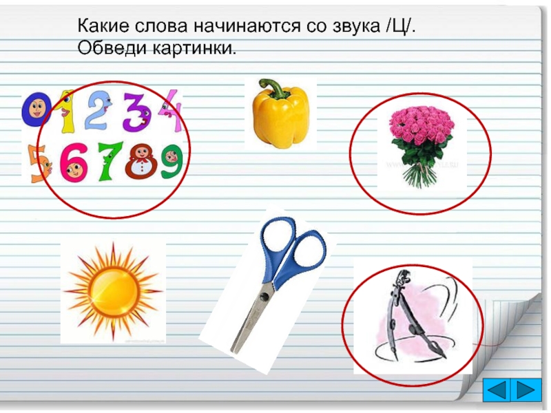 Слова начинающиеся на букву ц. Предметы на ц. Слова с буквой ц в конце. Слова на букву ц. Предметы начинающиеся на букву ц.