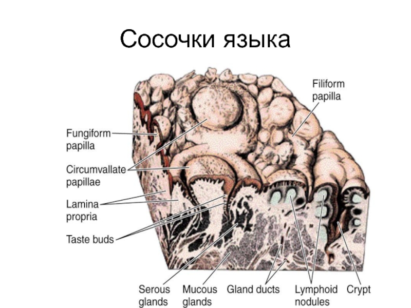 Желобовидный сосочек языка фото