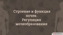 Строение и функция почек.
Регуляция мочеобразования