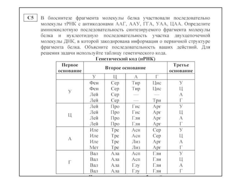 Определите последовательность аминокислот во фрагменте. Аминокислотную последовательность фрагмента молекулы белка. Последовательность аминокислот во фрагменте. Молекулы белка фен глу мет последовательность аминокислот. Фен глу мет последовательность аминокислот.