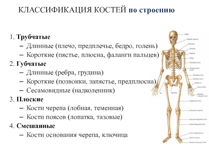 К добавочному скелету человека относятся