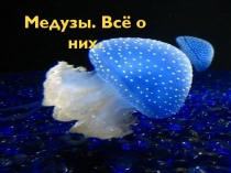 Медузы. Всё о них