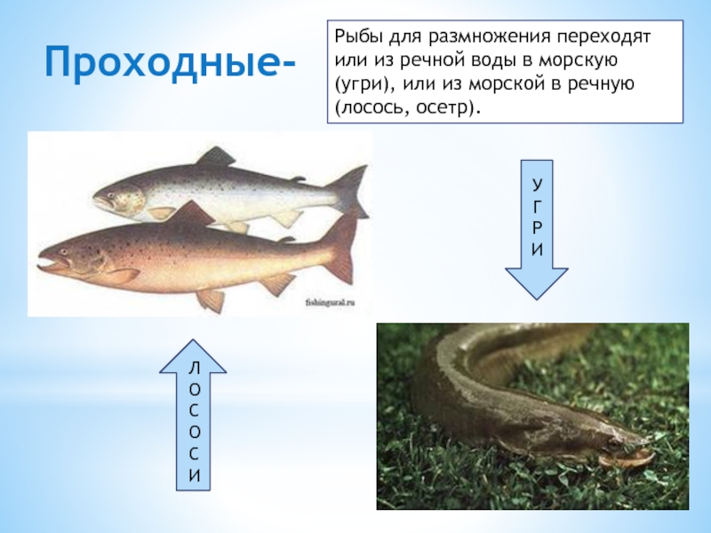 Проходные рыбы. Виды проходных рыб. Названия проходных рыб. Проходные и полупроходные рыбы.